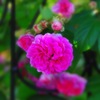 薔薇９