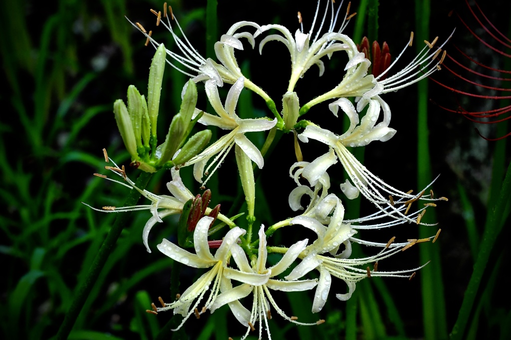 白く咲くのも華２
