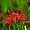 隠れんぼ（紅く咲くのが華10）