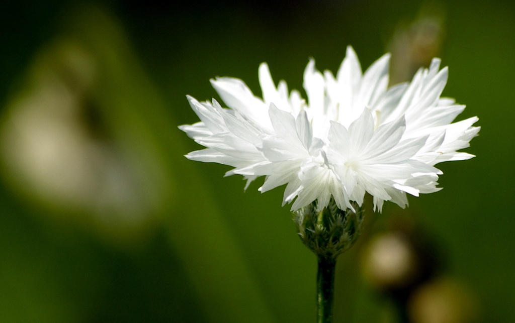 Dazzling white