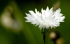 Dazzling white