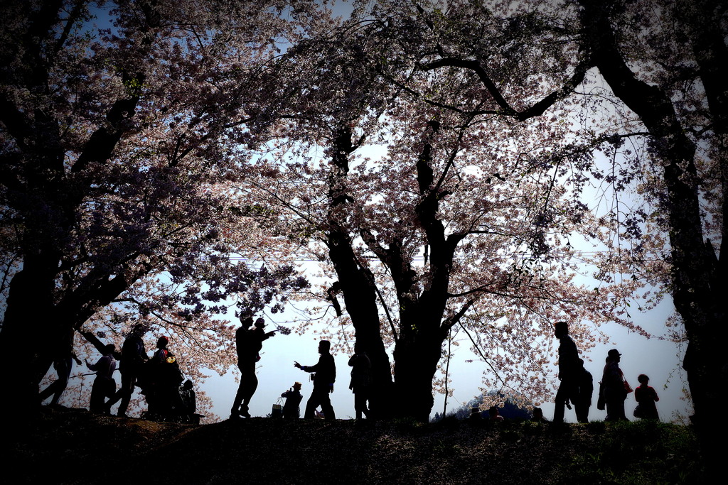 桜陰-2