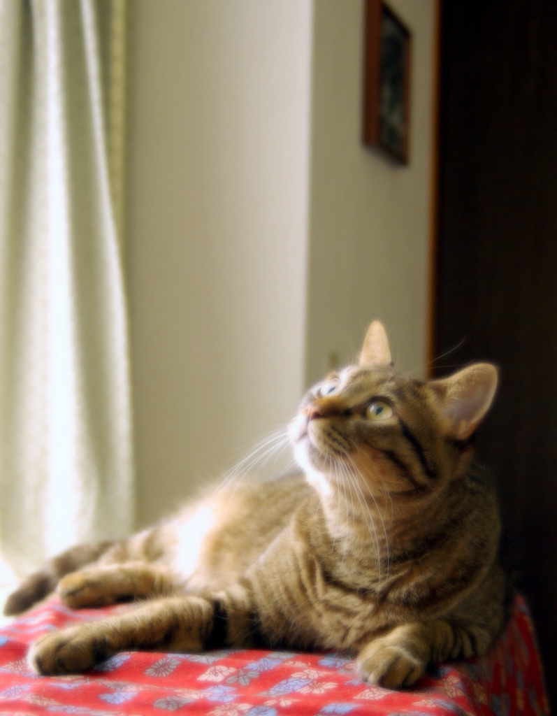 My cat