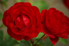 薔薇３