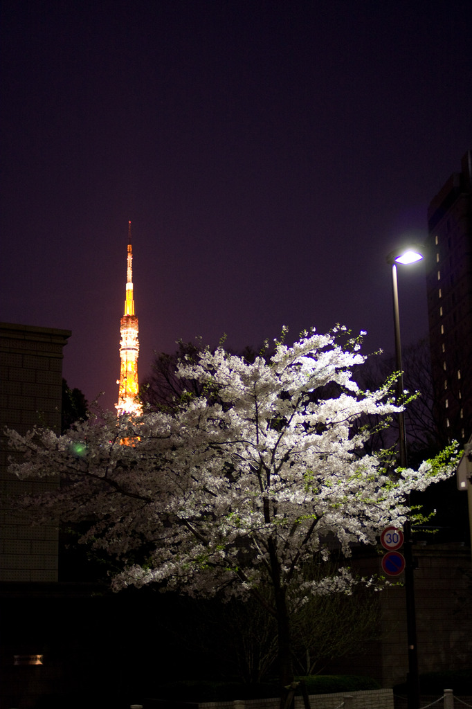 東京タワーと桜