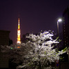 東京タワーと桜