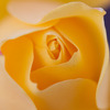 薔薇アイス