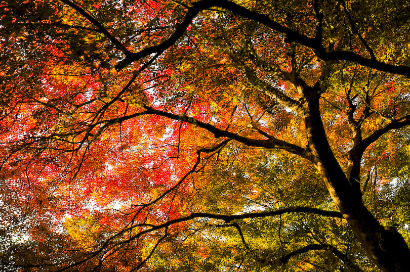 一面紅葉