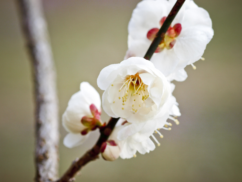 梅の白い花ビラ