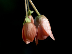 花のつぼみ