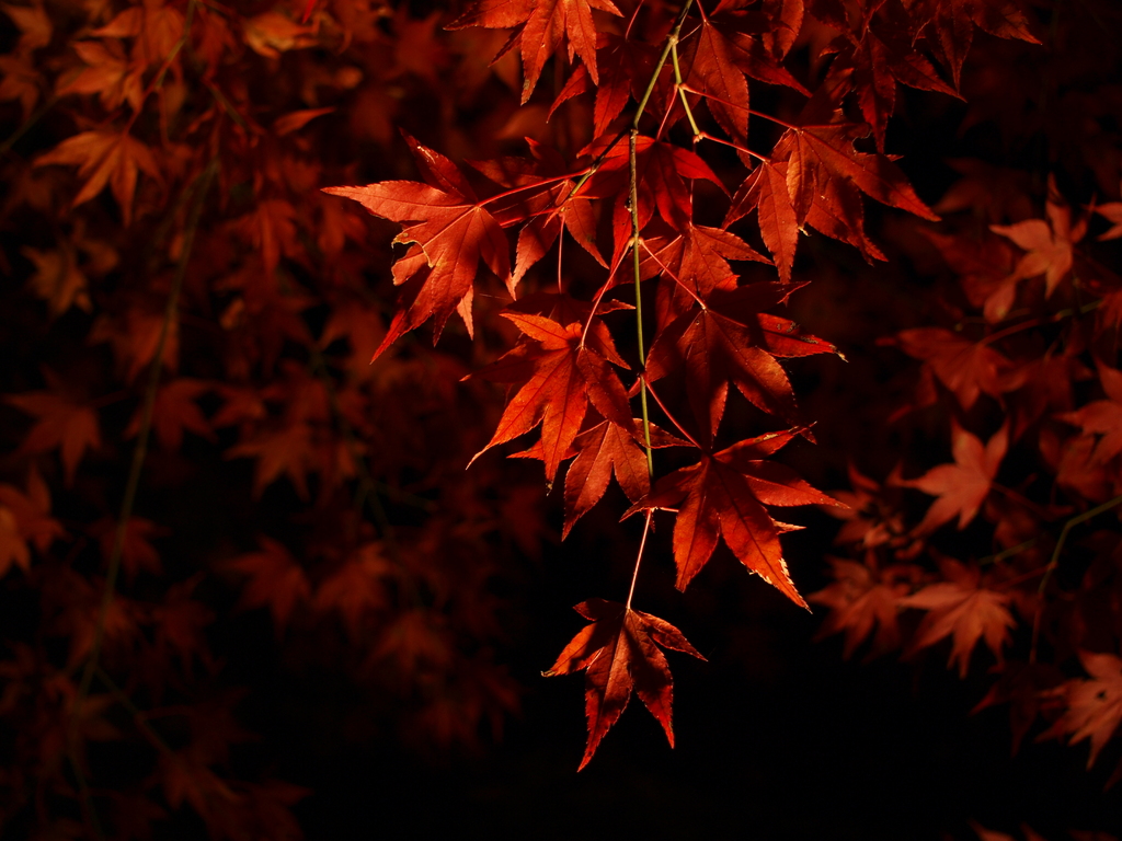 紅の葉