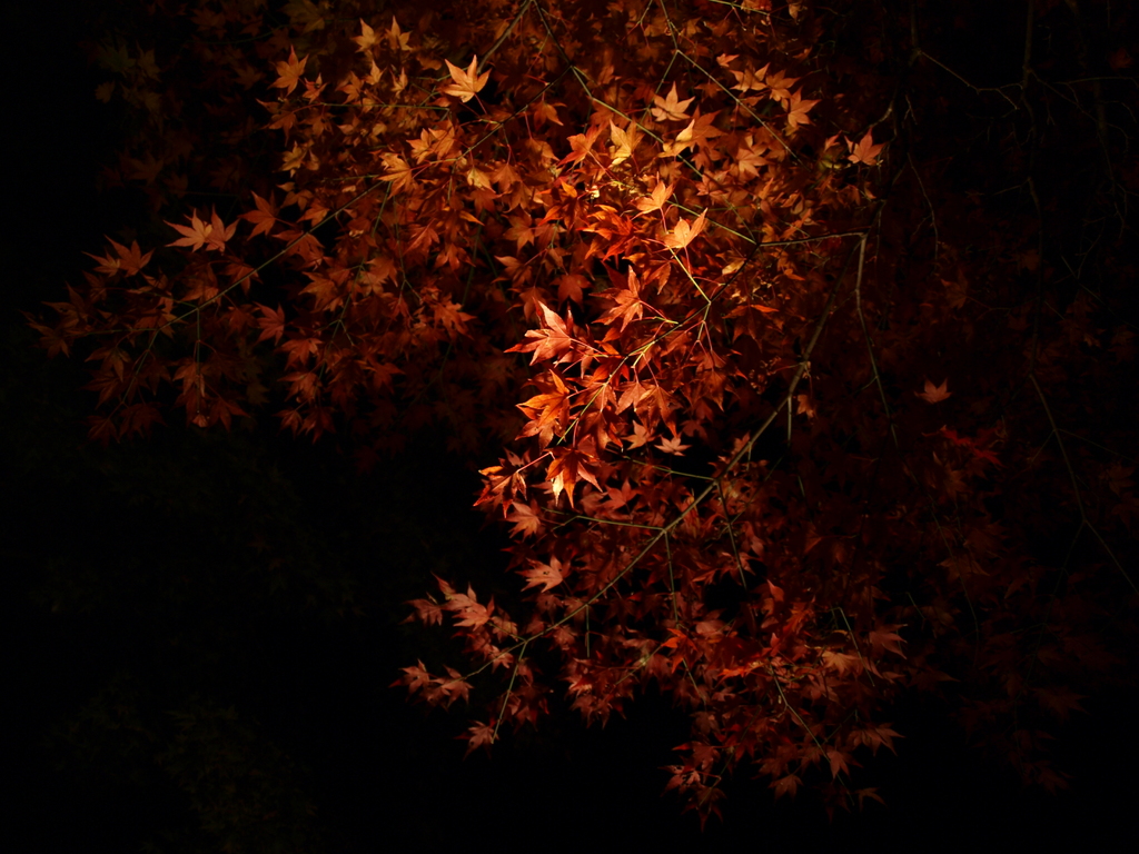 闇夜の紅葉