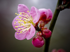 梅の花