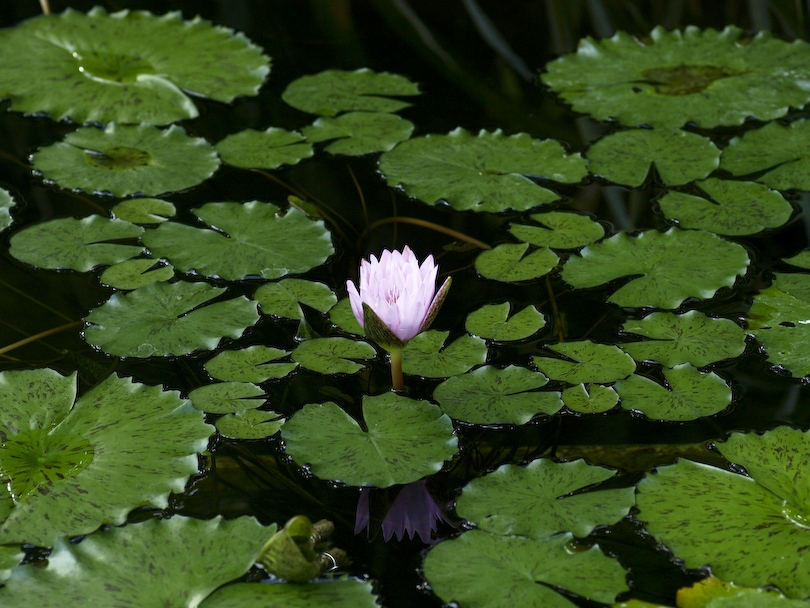 池に浮かぶ一輪の花