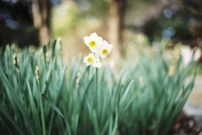 街に咲く花