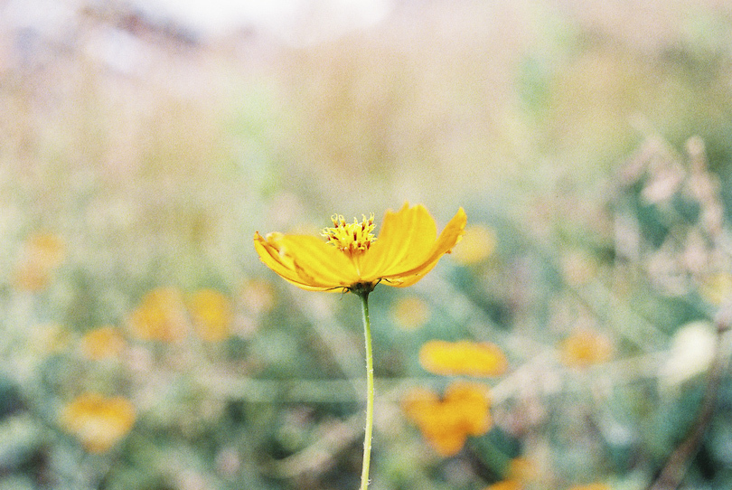 街に咲く花