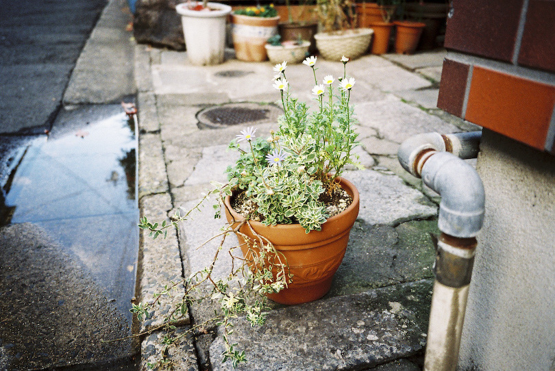 街に咲く花