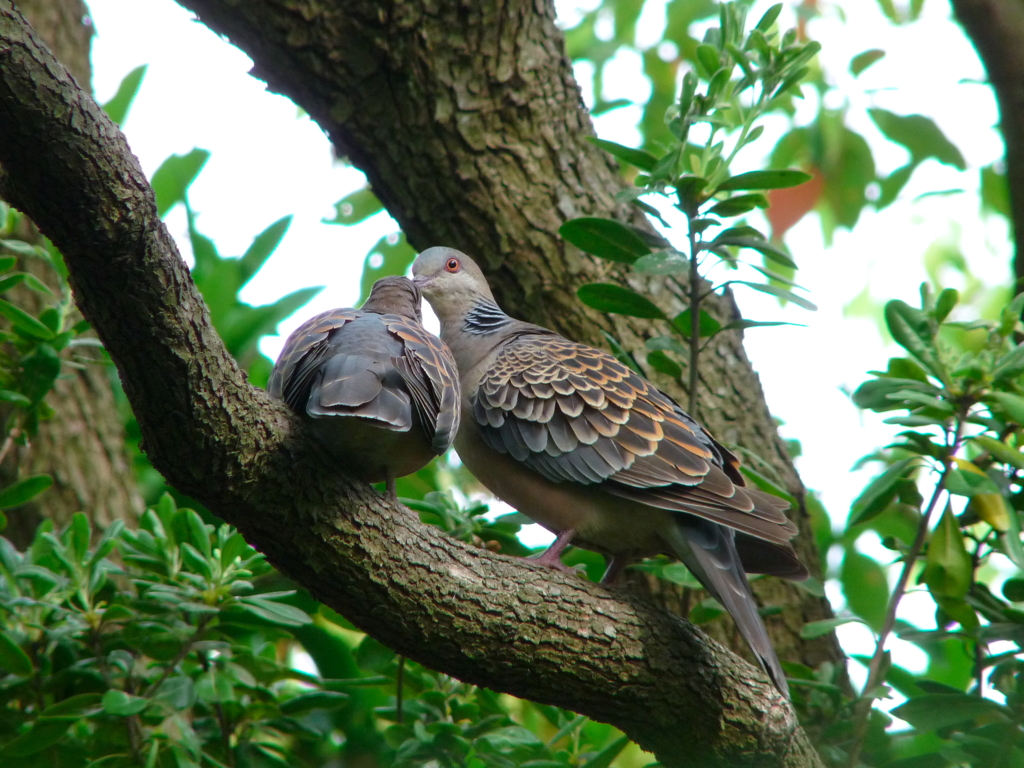 キス