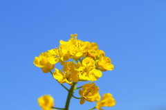 青空には、菜の花の黄色