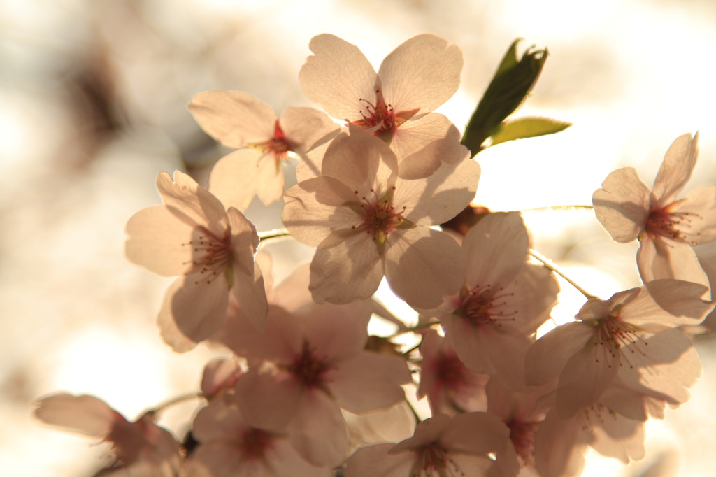 a piece of cherry blossom