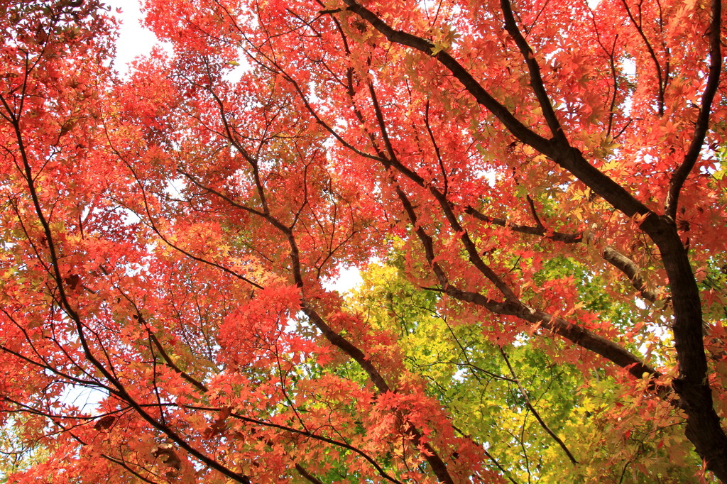 foliage season 2010