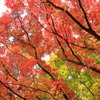 foliage season 2010