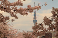 桜の枝の合間から