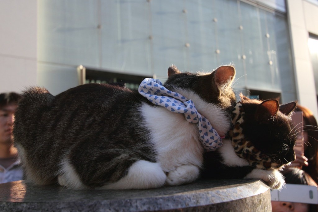 仲良し猫ちゃん