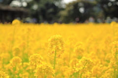 菜の花畑