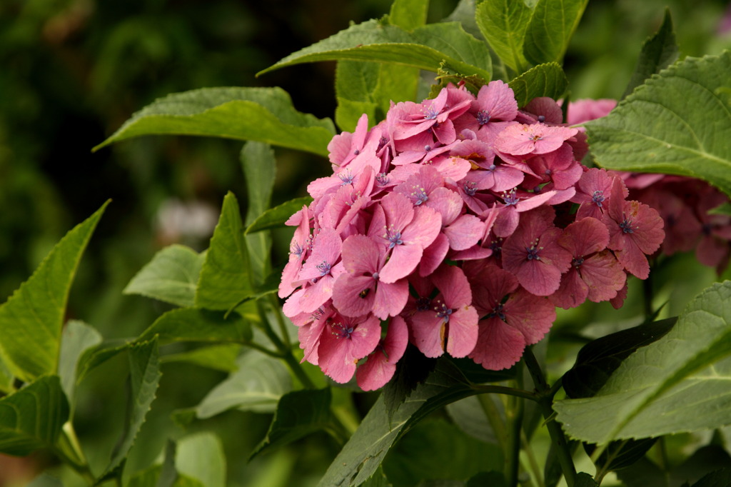 紫陽花　～ピンク～