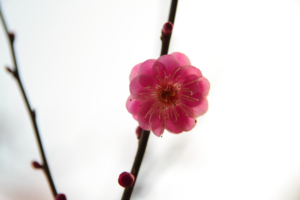 Japanese plum