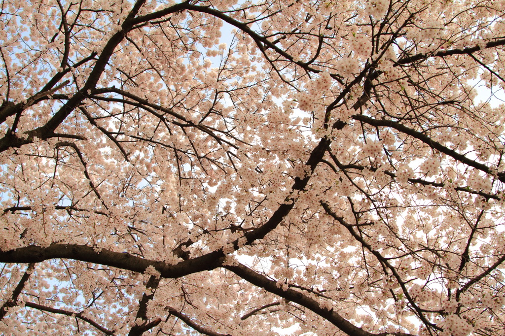 Roof of the cherry blossoms