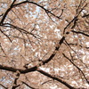 Roof of the cherry blossoms