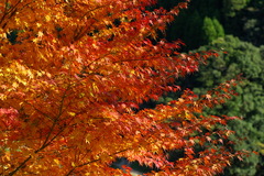 通りすがりの神社の紅葉