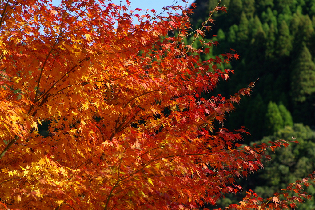 通りすがりの神社の紅葉