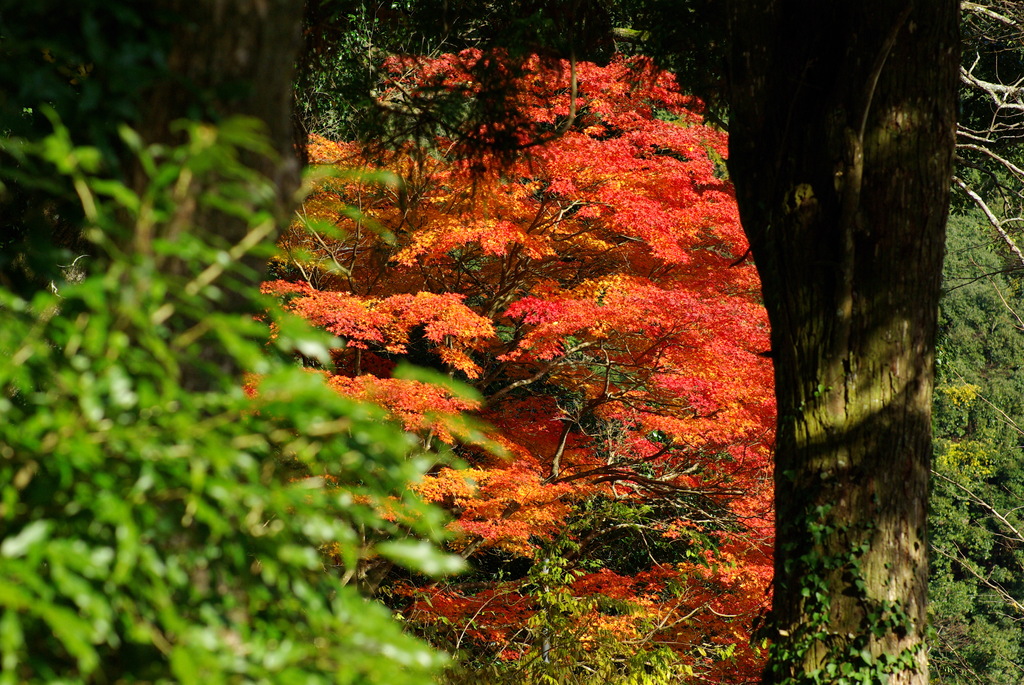 通りすがりの神社の紅葉