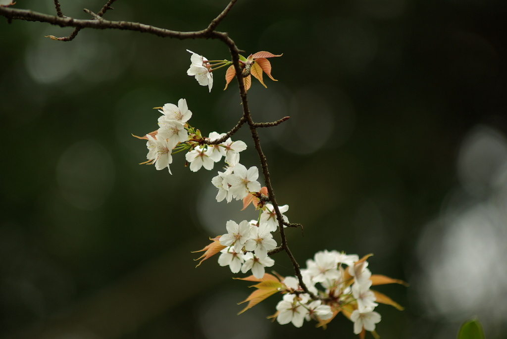 山桜