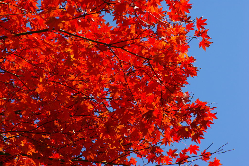 道路沿いの紅葉