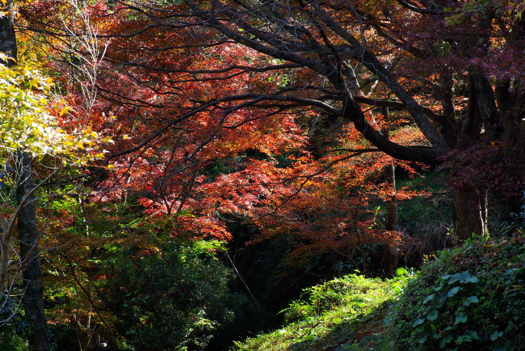 黒髪山の紅葉