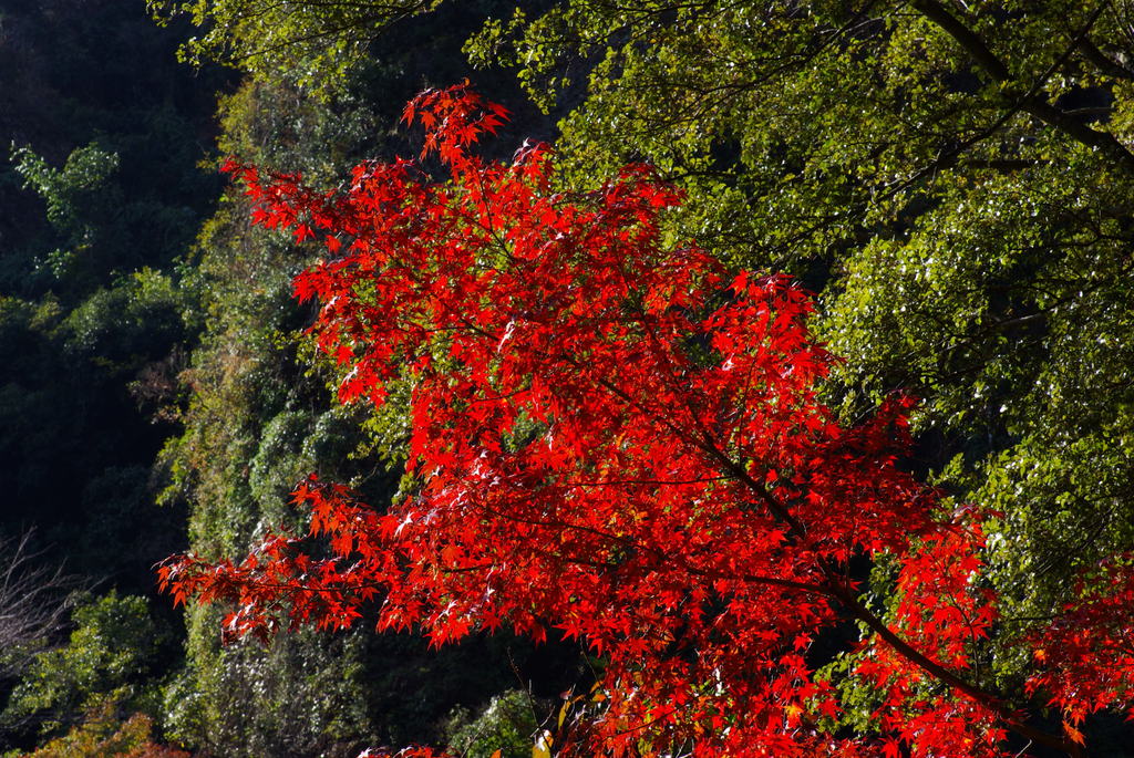 黒髪山の紅葉