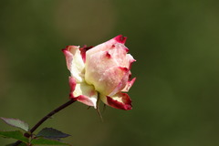 ２月のバラ