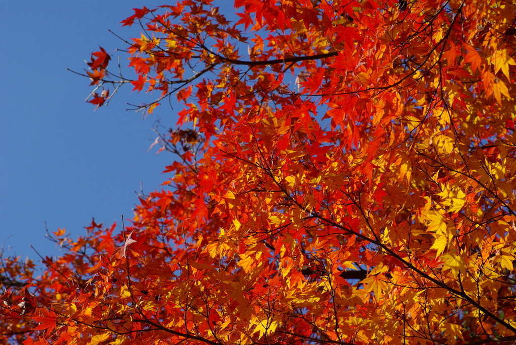 職場付近の紅葉