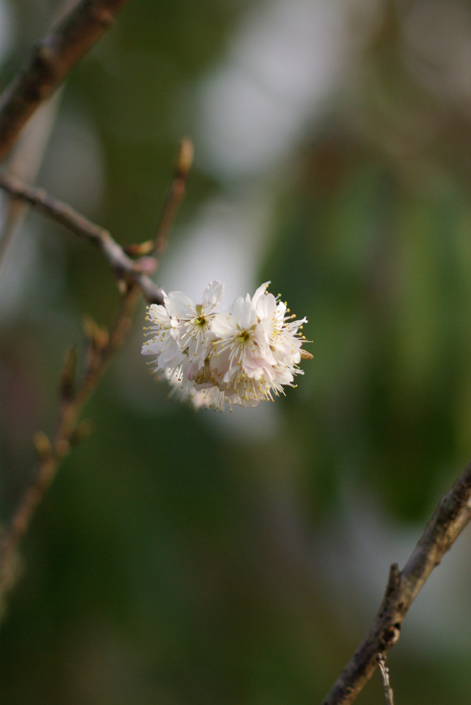 ３月１日の桜