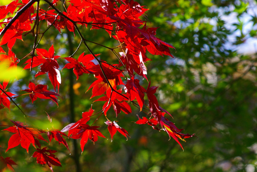 黒髪山の紅葉