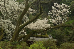 明星桜