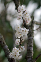 ３月１日の桜