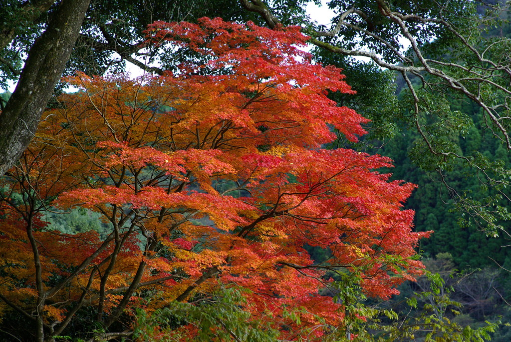 通りすがりの神社の紅葉