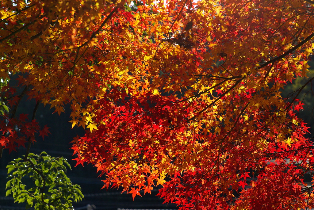 通りすがりの神社の紅葉