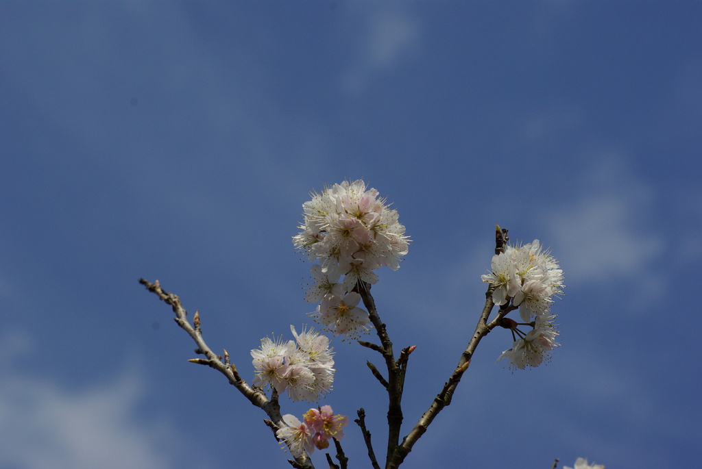 ３月１日の桜