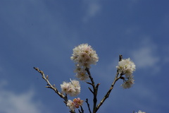 ３月１日の桜